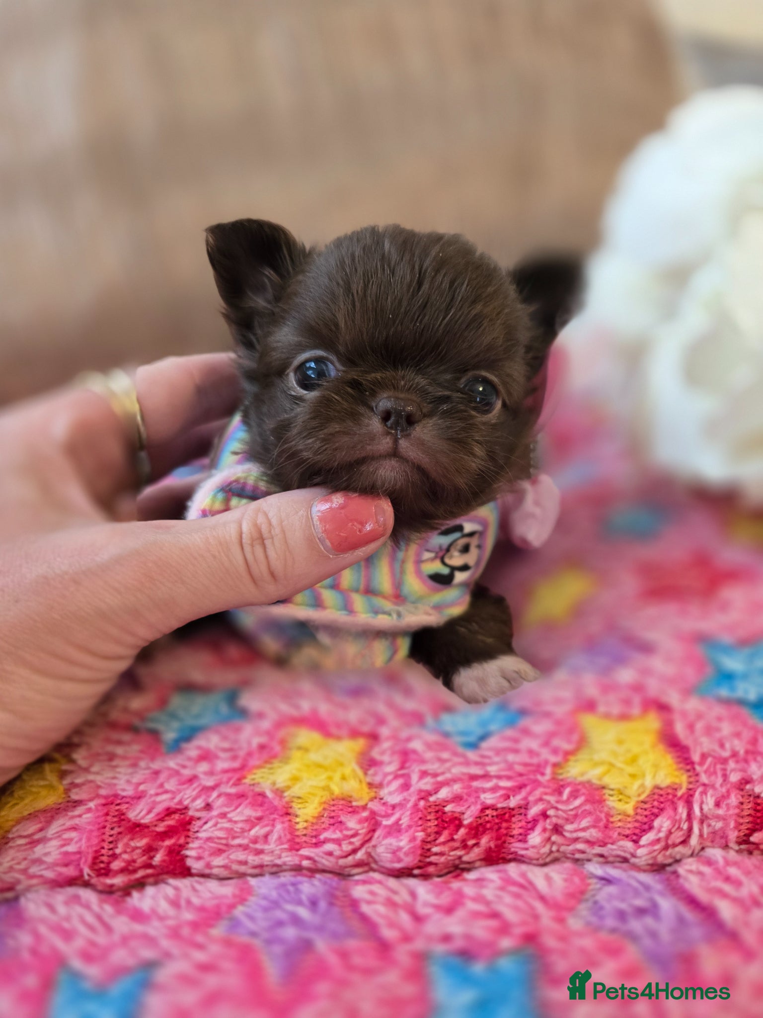 Chihuahua dogs for sale: Xx stunning kc chihuahua longcoat puppies Xx - Advert 14