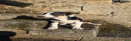 Border Collie dogs for sale: ISDS registered working collie pups - Advert 2