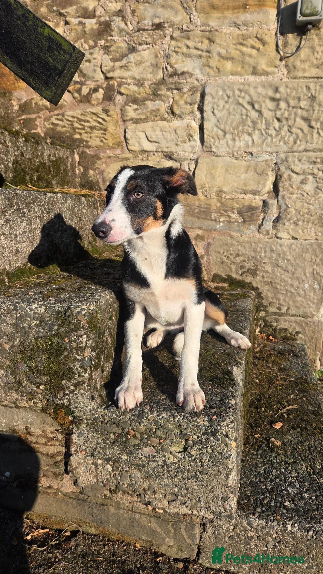 Border Collie dogs for sale: ISDS registered working collie pups - Advert 2