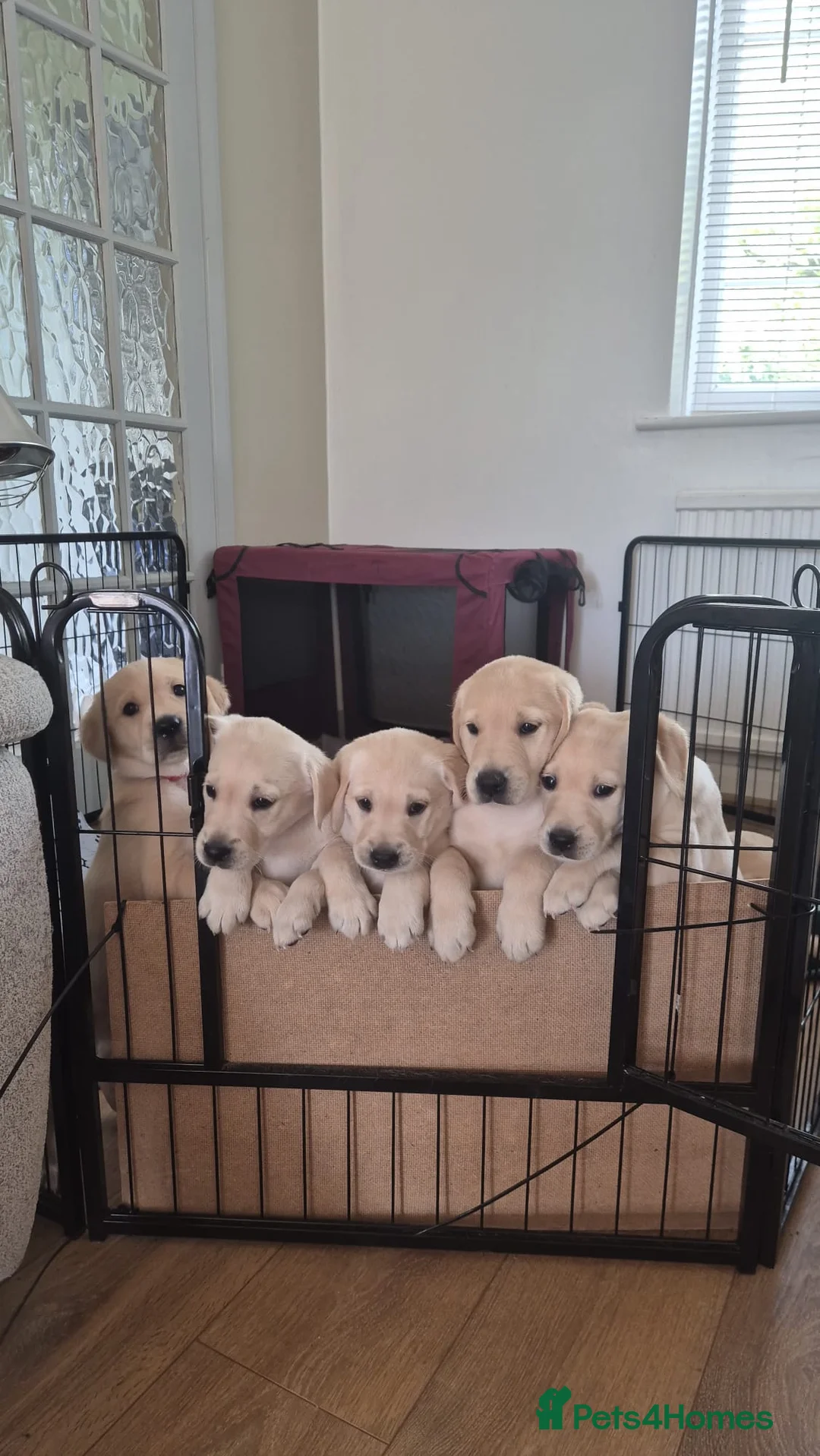 Goldador dogs for sale: Goldador puppies Lab Retriever×Golden Retriever  - Advert 1