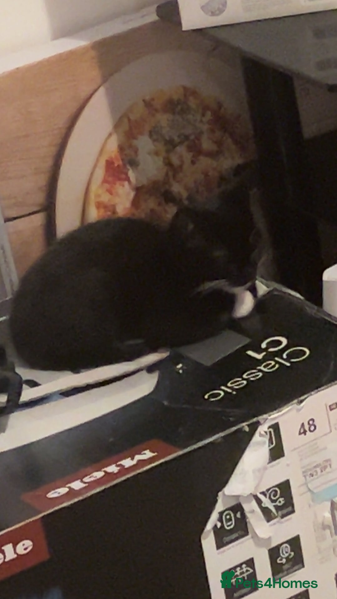 Domestic Shorthair cats for sale: Super affectionate male and female siblings  - Image 7