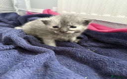 Mixed Breed cats for sale: Smokey Grey kittens for sale - Image 7