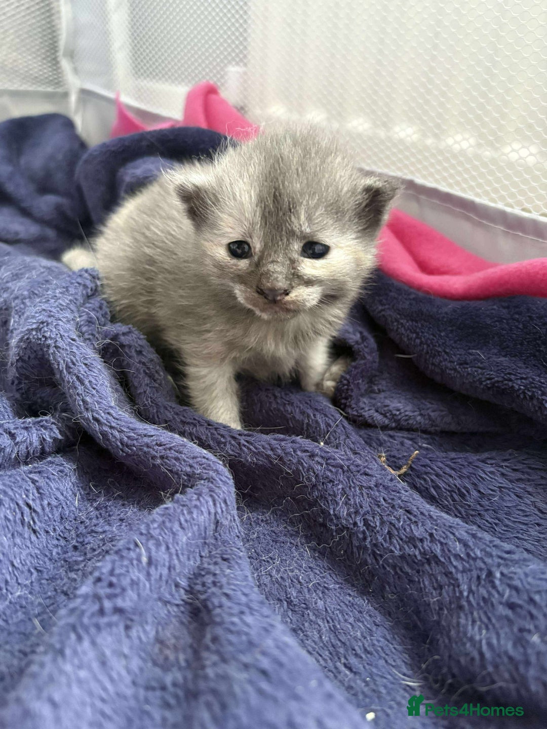 Mixed Breed cats for sale: Smokey Grey kittens for sale - Image 7