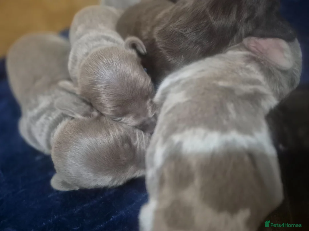 Miniature Dachshund dogs for sale: Mini Daschund  in Sheffield - Advert 13