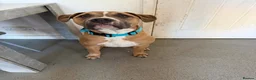 Mixed Breed dogs for adoption: Staff cross cane corso  in Worcester - Advert 7