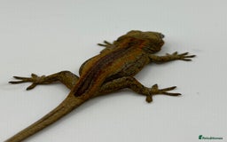 Gecko reptiles for sale: High red gargoyle geckos  - Image 8