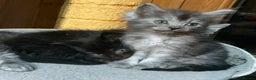 Ragdoll cats for sale: Lovely Kittens - Advert 17