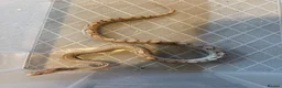 Mixed Breed reptiles for sale: Various snakes for sale  - Advert 7