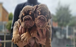 English Bulldog dogs for sale: English bull dogs  - Image 10