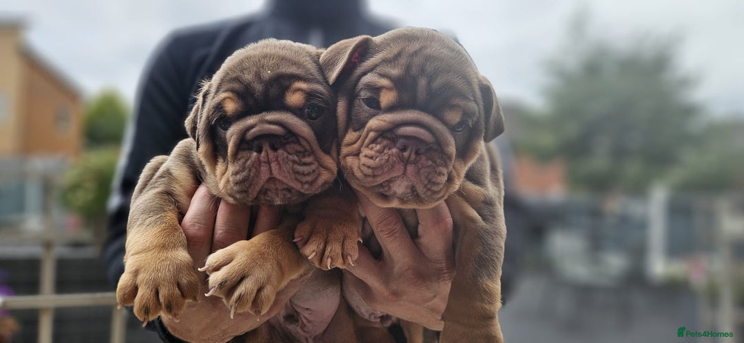 English Bulldog dogs for sale: English bull dogs  - Image 10