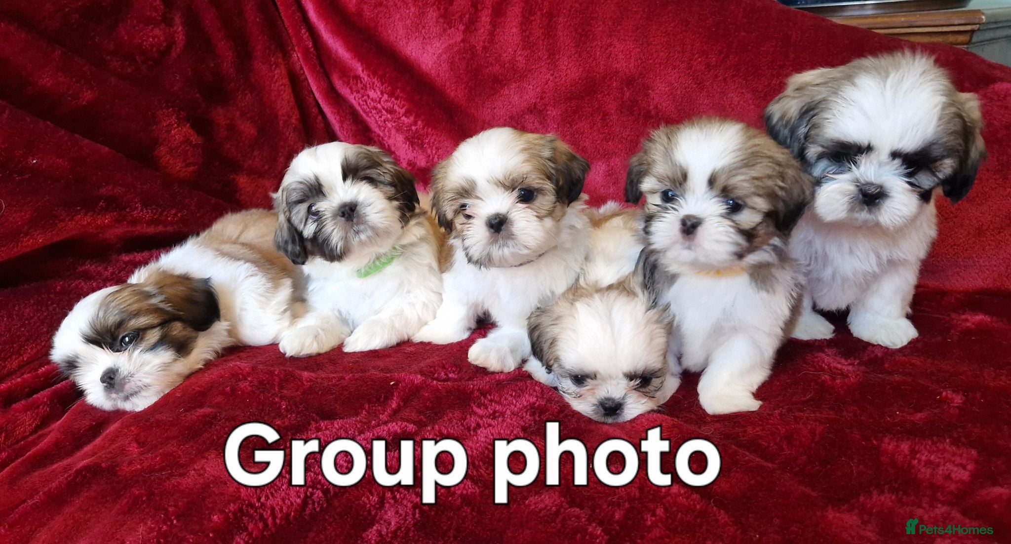 Shih Tzu dogs Miniature Shih-tzu's  - Advert 1