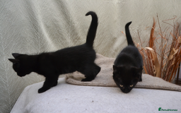Mixed Breed cats for sale: Beatiful Maine-Coone/Bombay Kittens - Image 12