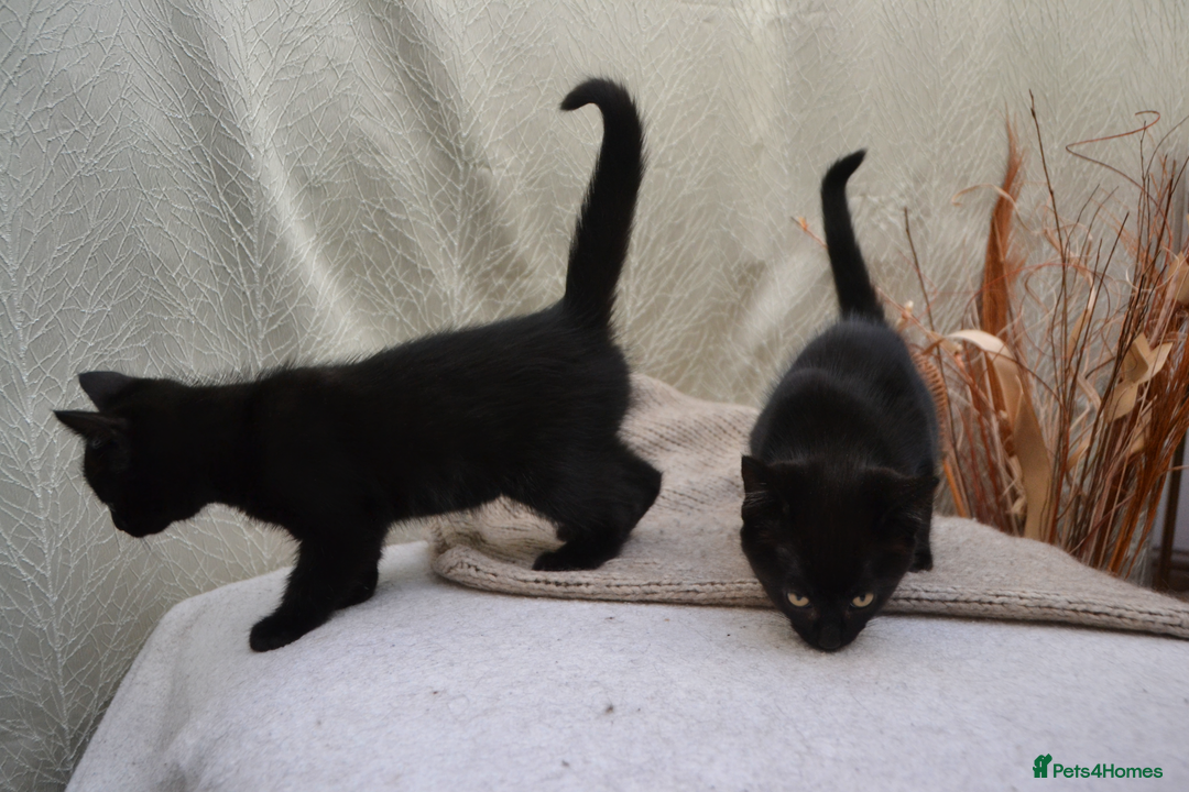 Mixed Breed cats for sale: Beatiful Maine-Coone/Bombay Kittens - Image 12