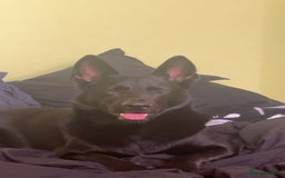 Mixed Breed dogs for sale: 1 year old Black German Shepherd mix malinois - Image 3