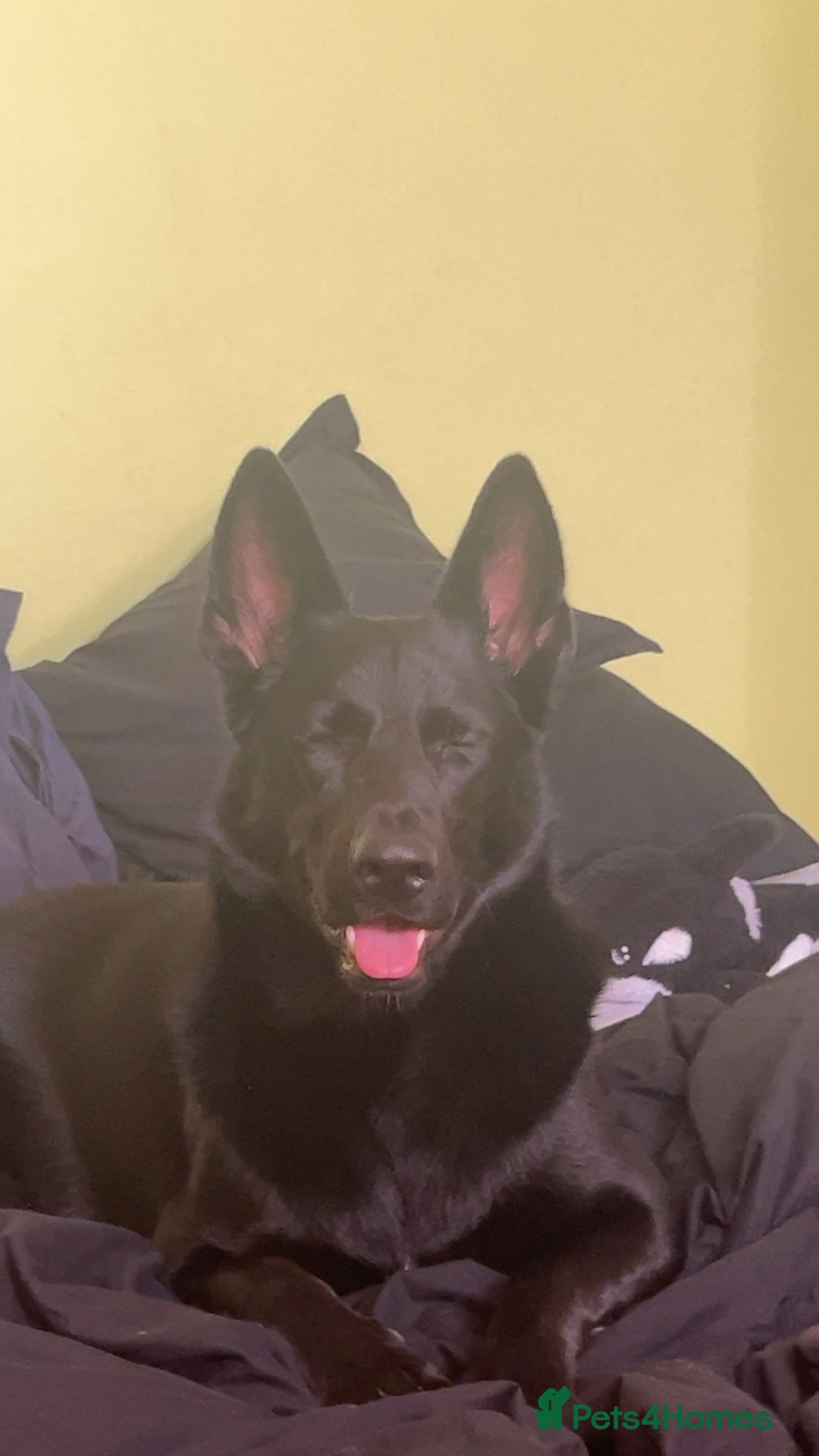Mixed Breed dogs for sale: 1 year old Black German Shepherd mix malinois - Image 3