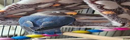 Lovebirds birds for sale: Black masked lovebirds in Middlesbrough - Advert 3