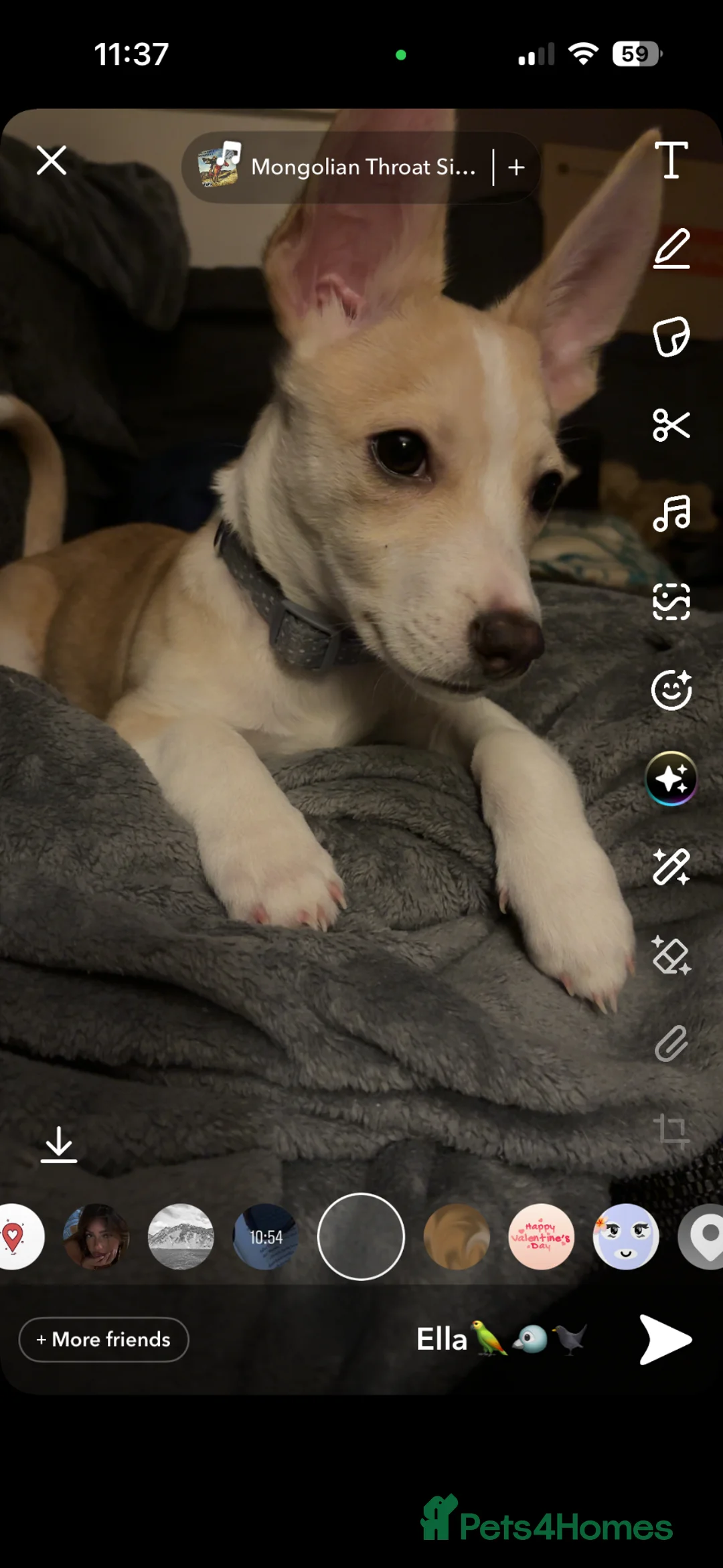 Mixed Breed dogs for sale: Meet Milo  - Advert 1