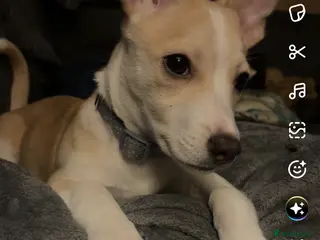 Mixed Breed dogs Meet Milo - Advert 2