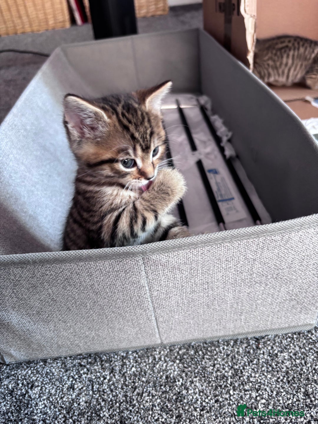 Mixed Breed cats for sale: Beautiful mixed breed kittens  - Advert 4