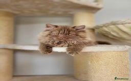 British Longhair cats for sale: Stunning Cinnamon Tica Registered Boy - Image 15