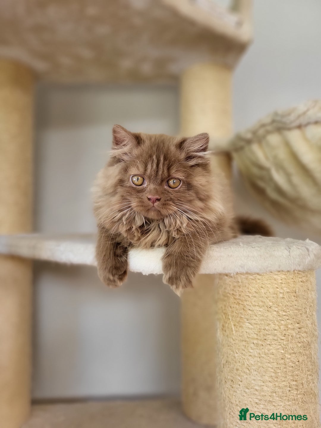 British Longhair cats for sale: Stunning Cinnamon Tica Registered Boy - Image 15