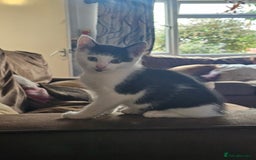 Mixed Breed cats for sale: Kittens - Image 6