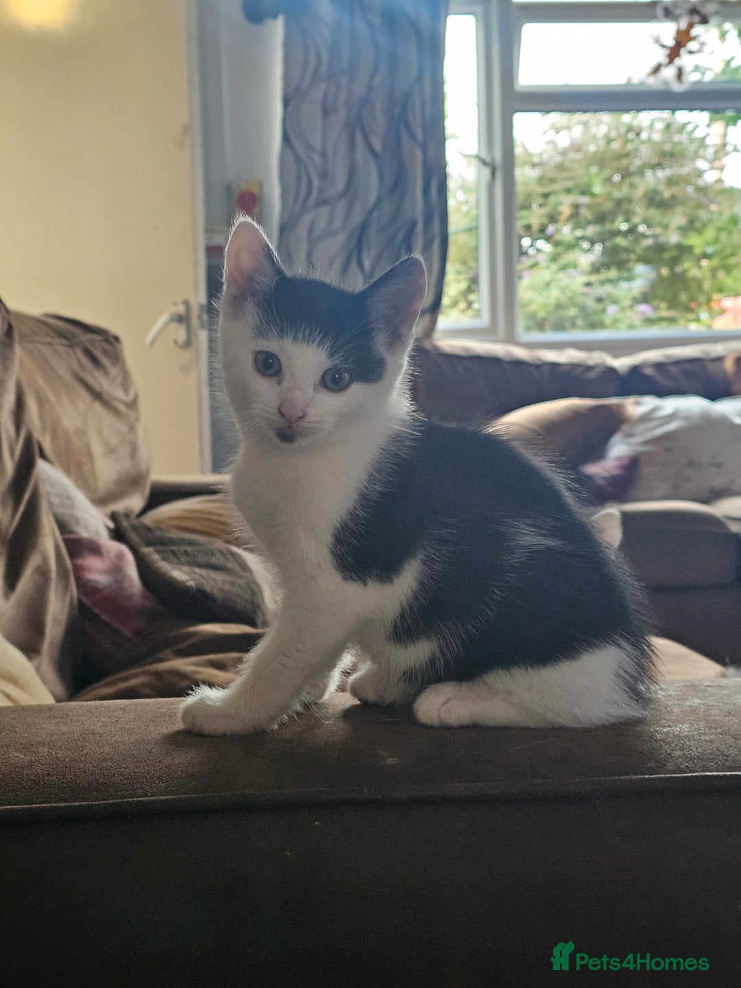 Mixed Breed cats for sale: Kittens - Image 6