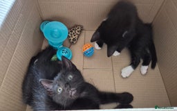 Mixed Breed cats for sale: 2 females 1 male  - Image 3