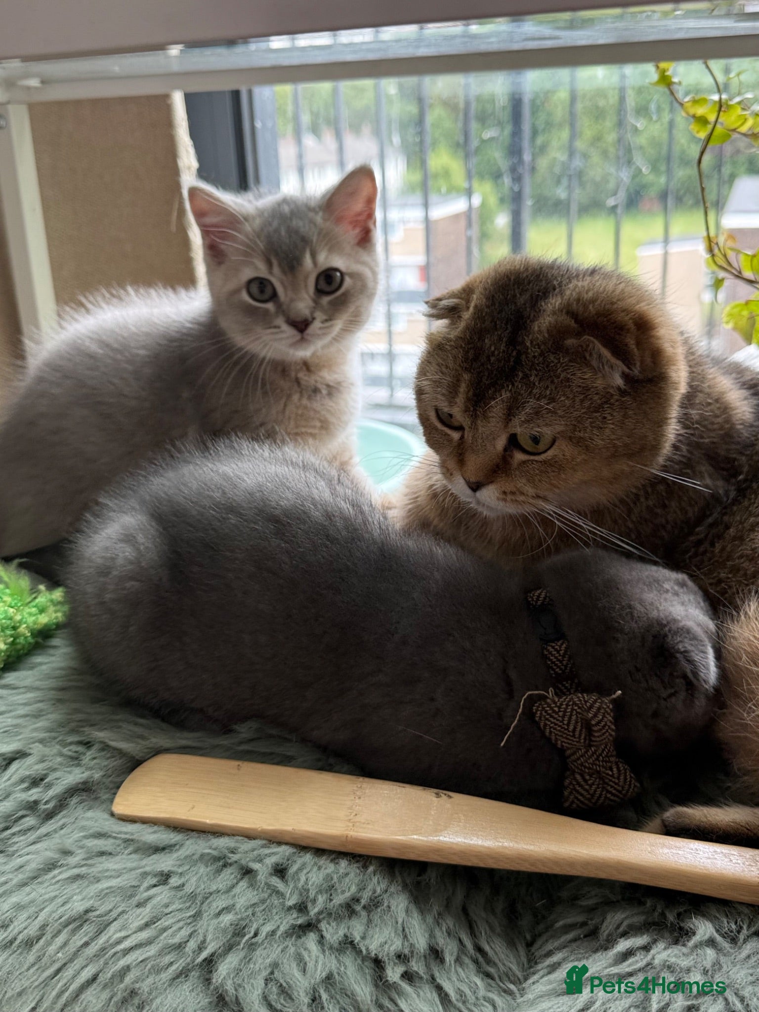 Scottish Fold cats Beautiful Scottish kitties are looking for a home  - Advert 2