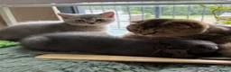 Scottish Fold cats for sale: Beautiful Scottish kitties are looking for a home  - Advert 2