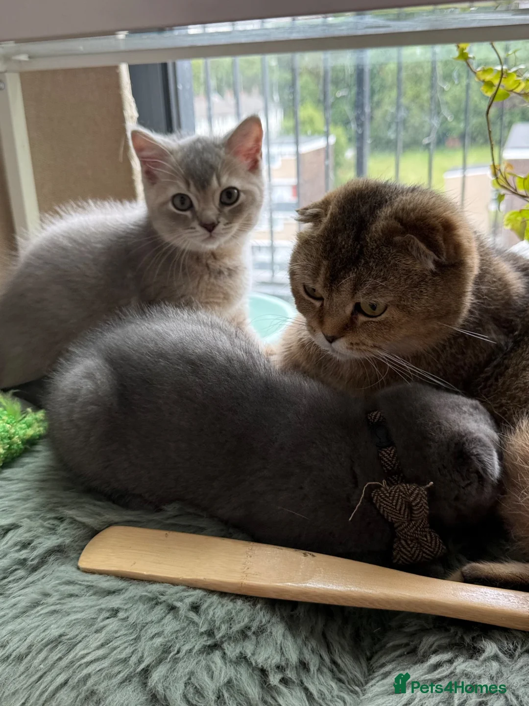 Scottish Fold cats for sale: Beautiful Scottish kitties are looking for a home  - Advert 2