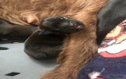 Patterdale Terrier dogs for sale: Patterdale terrier pups  - Image 3