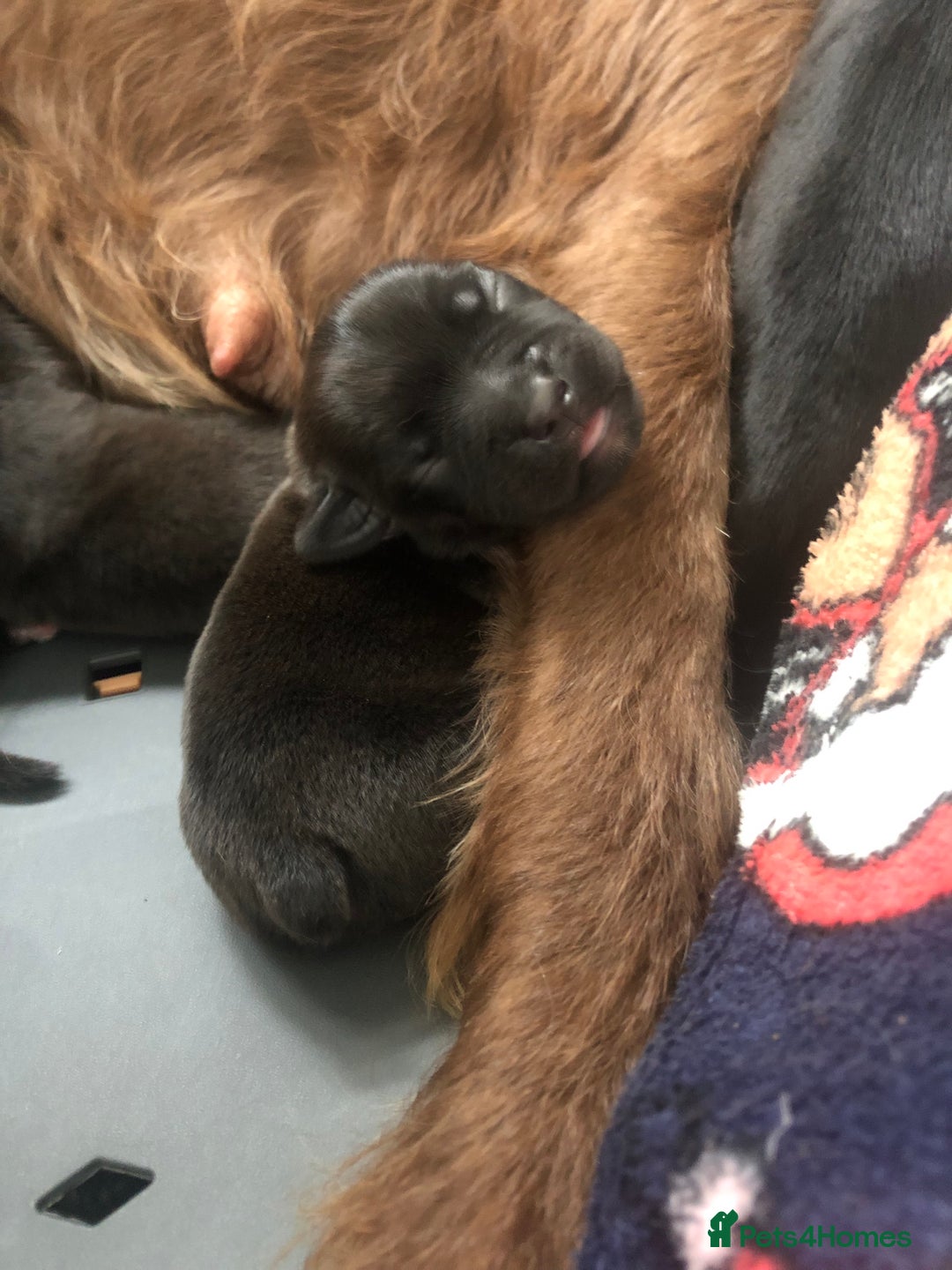 Patterdale Terrier dogs for sale: Patterdale terrier pups  - Image 3