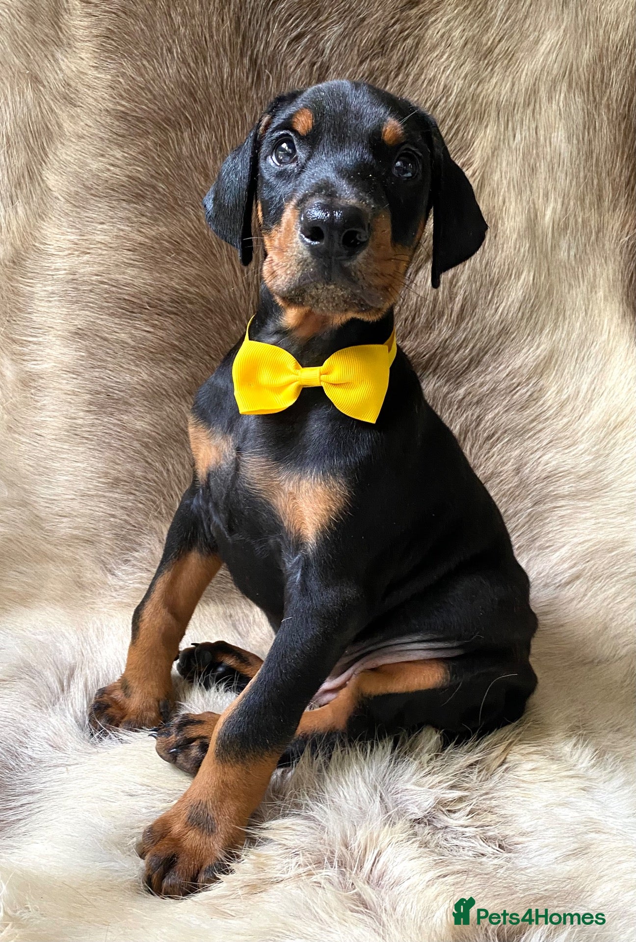 Dobermann dogs KC REGISTERED DOBERMAN PUPS - Advert 6