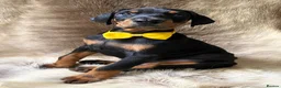 Dobermann dogs for sale: KC REGISTERED DOBERMAN PUPS - Advert 9