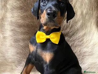 Dobermann dogs KC REGISTERED DOBERMAN PUPS - Advert 6