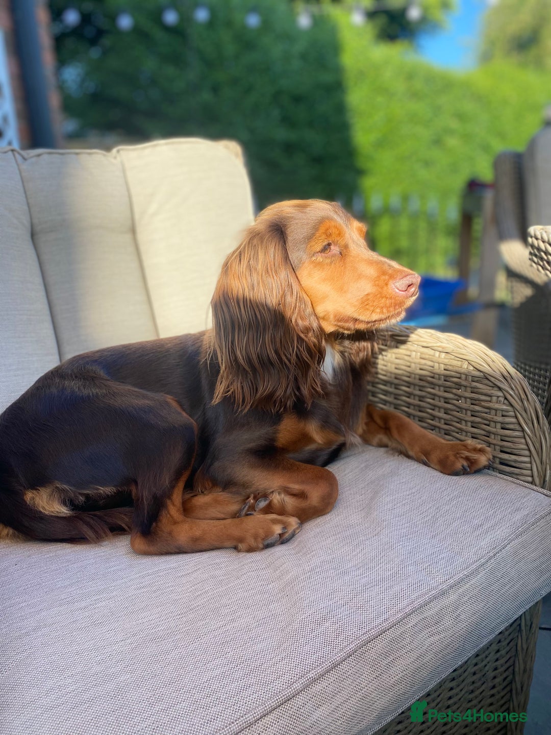 Cocker Spaniel dogs for sale: Tricolour choc and tan cocker spaniels  - Advert 4