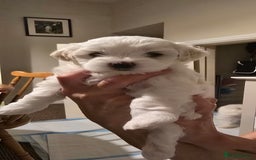 Bichon Frise dogs for sale: Beautiful Bichon Maltese puppies - Image 8