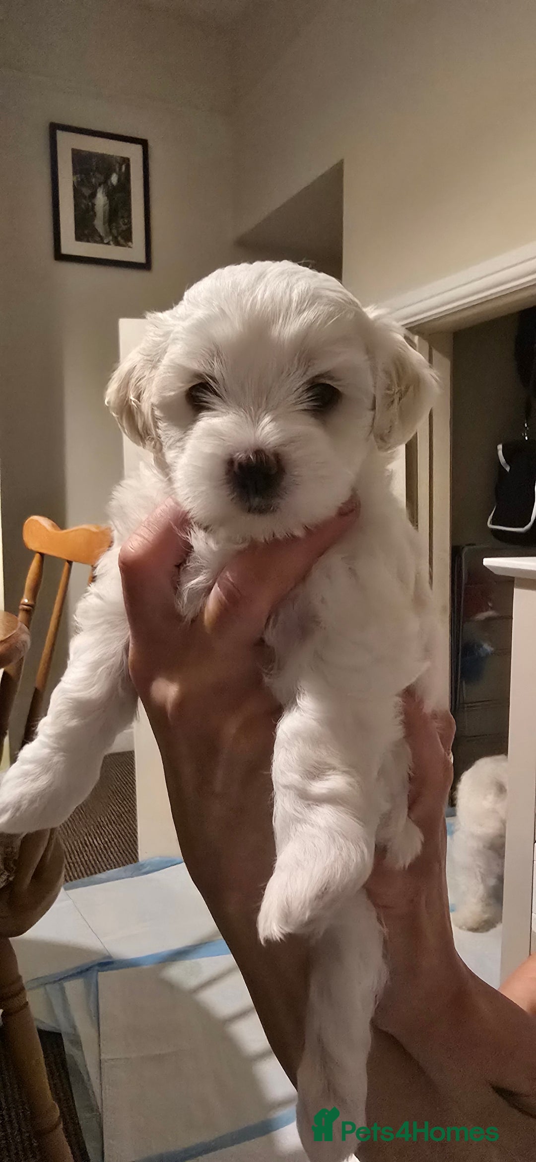 Bichon Frise dogs for sale: Beautiful Bichon Maltese puppies - Image 8