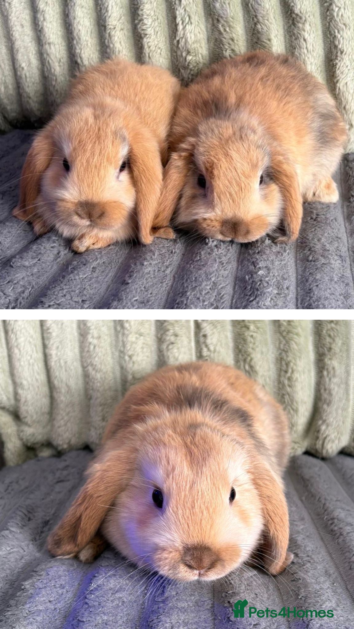 Mini Lop rabbits 💙🩷 Beautiful Pure Bred Mini Lop Bunnies 🩷💙 - Advert 1