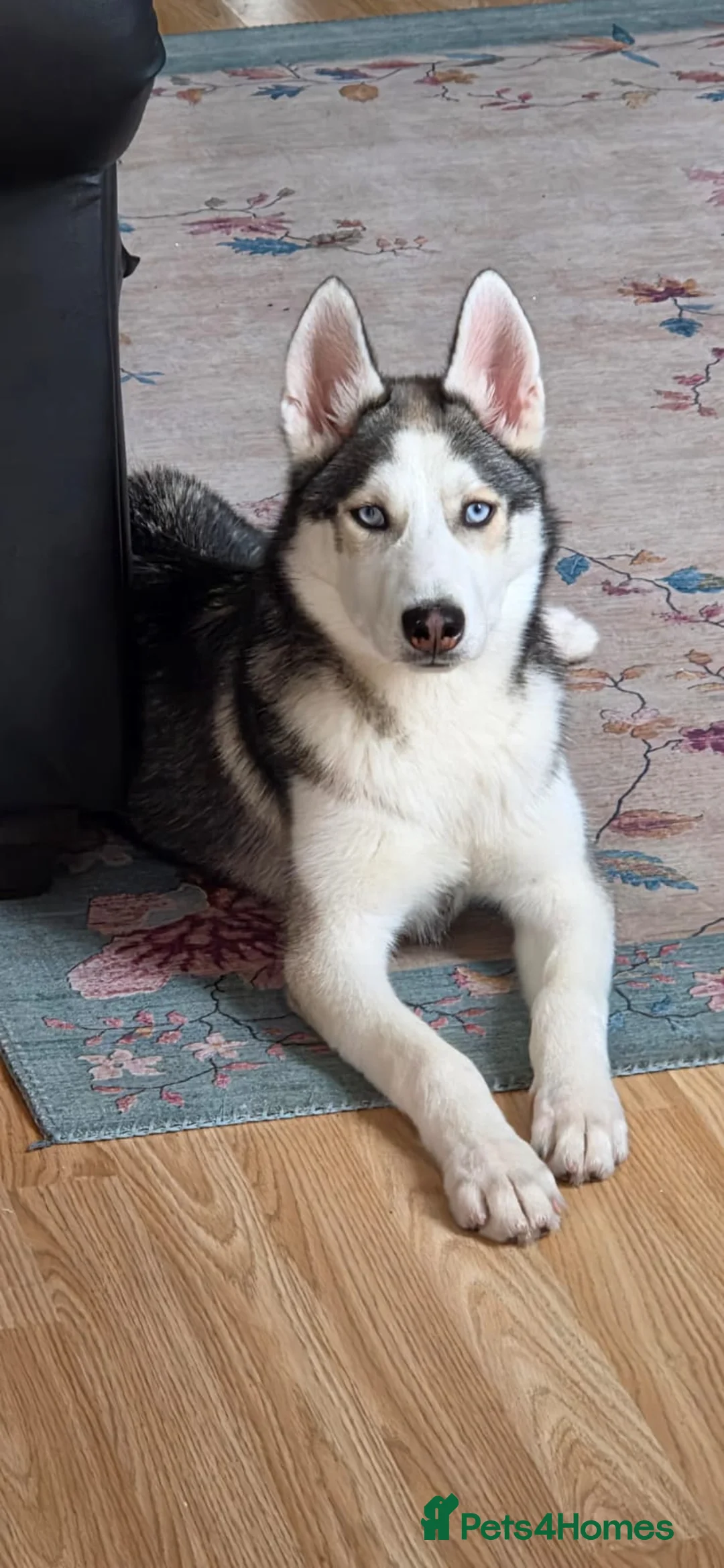Siberian Husky dogs for sale: 5 old months puppy for sale  in Northampton - Advert 1