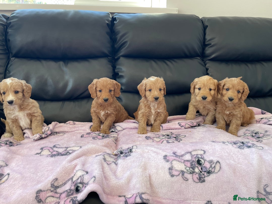 Cockapoo dogs for sale: Cockerpoo puppies - Image 2
