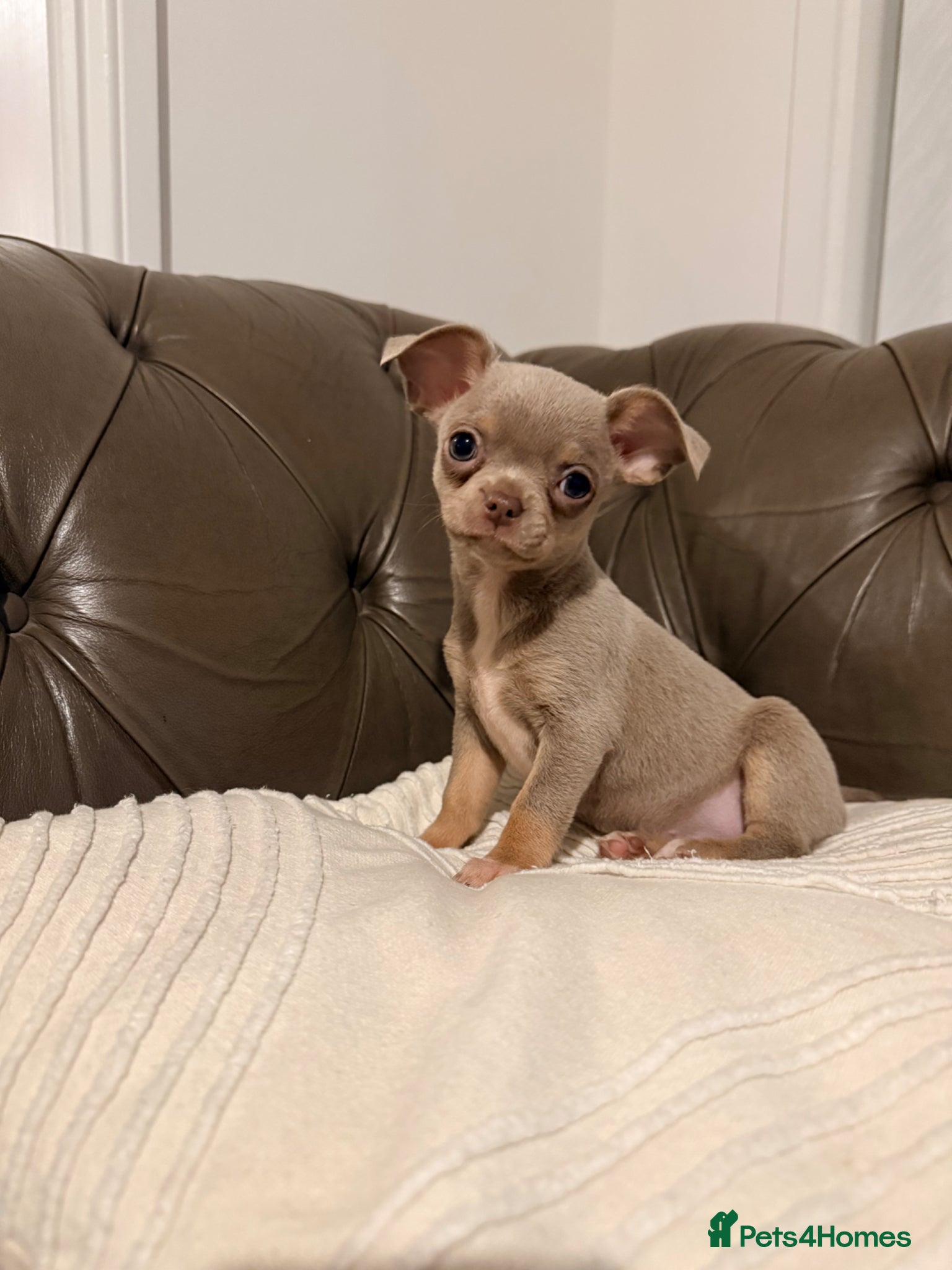 Chihuahua dogs  Chihuahua lilac tan and lilac white puppy’s  - Advert 8