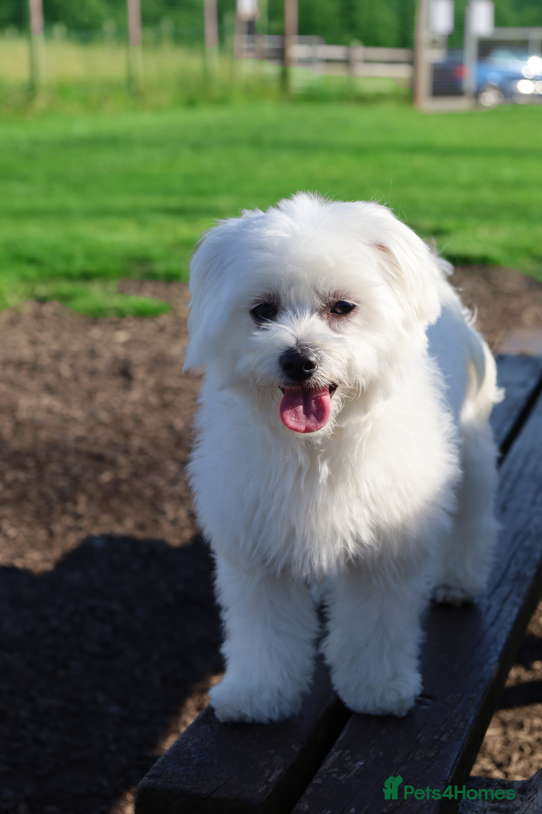 Maltese dogs for sale: Maltese puppies - Image 7