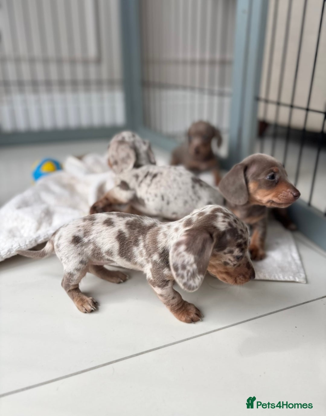 Miniature Dachshund dogs for sale: Stunning KC true miniature dachshund puppies - Image 10