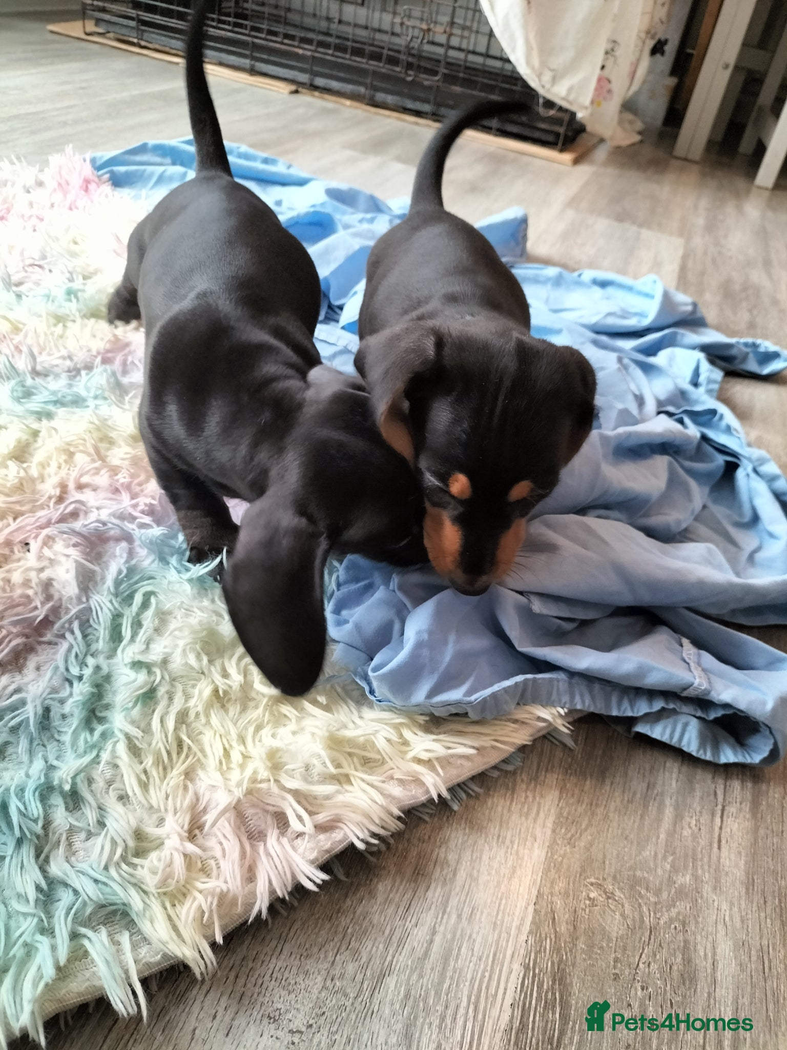 Miniature Dachshund dogs Beautiful miniature dachshunds ready now 😊 - Advert 1