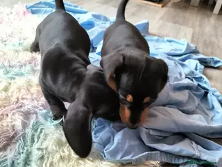Miniature Dachshund dogs Beautiful miniature dachshunds ready now 😊 - Advert 1