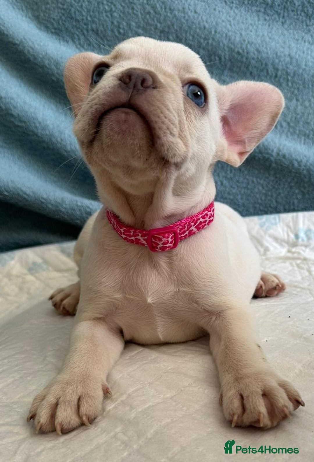 French Bulldog dogs for stud: 5 PANEL HEALTH CLEAR CHARLIE VERY WELL PROVEN! - Image 26