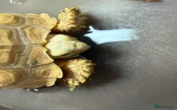 Tortoise reptiles for sale: Sulcata Ivory Tortoise  CB 2024 - Image 5