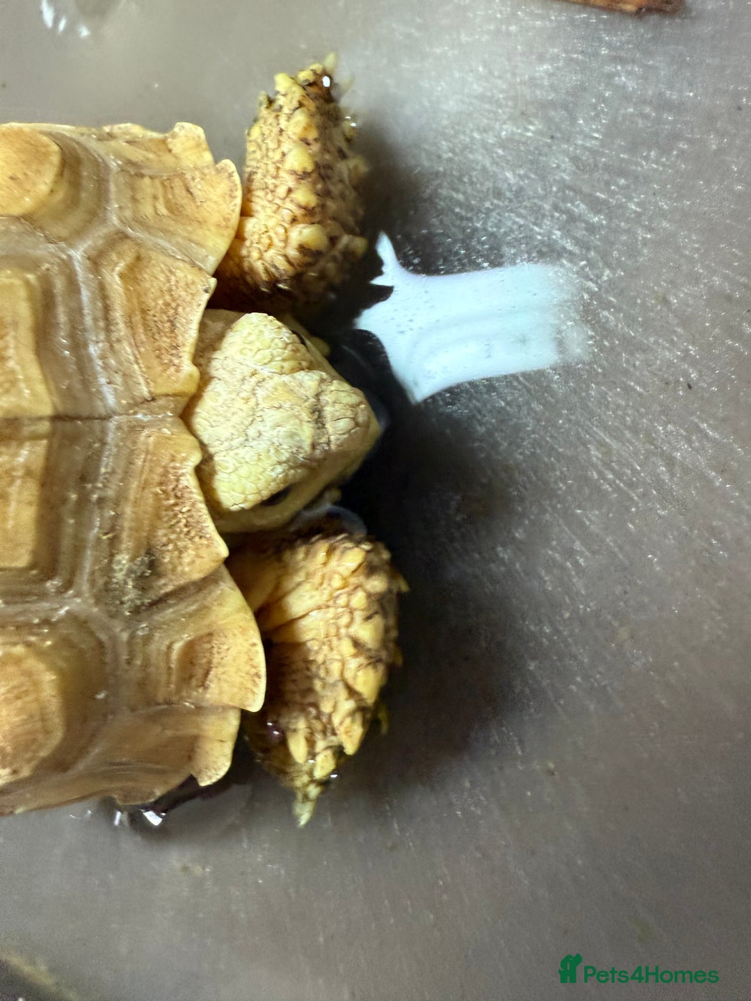 Tortoise reptiles for sale: Sulcata Ivory Tortoise  CB 2024 - Image 5